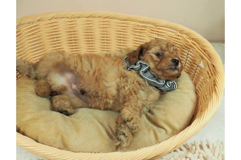 成約済の埼玉県のトイプードル-135506の2枚目